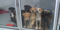 SEMO Pets partners with Trend Setters to offer free adoptions