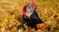 Disfraces de Halloween para mascotas: ideas creativas y seguras para sorprender este 2025