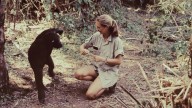 Primatologist Jane Goodall dies at 91