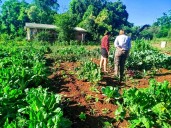 Se fortalece la producción hortícola en El Alcázar