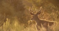 Modern firearm general deer hunting season opens in Washington state