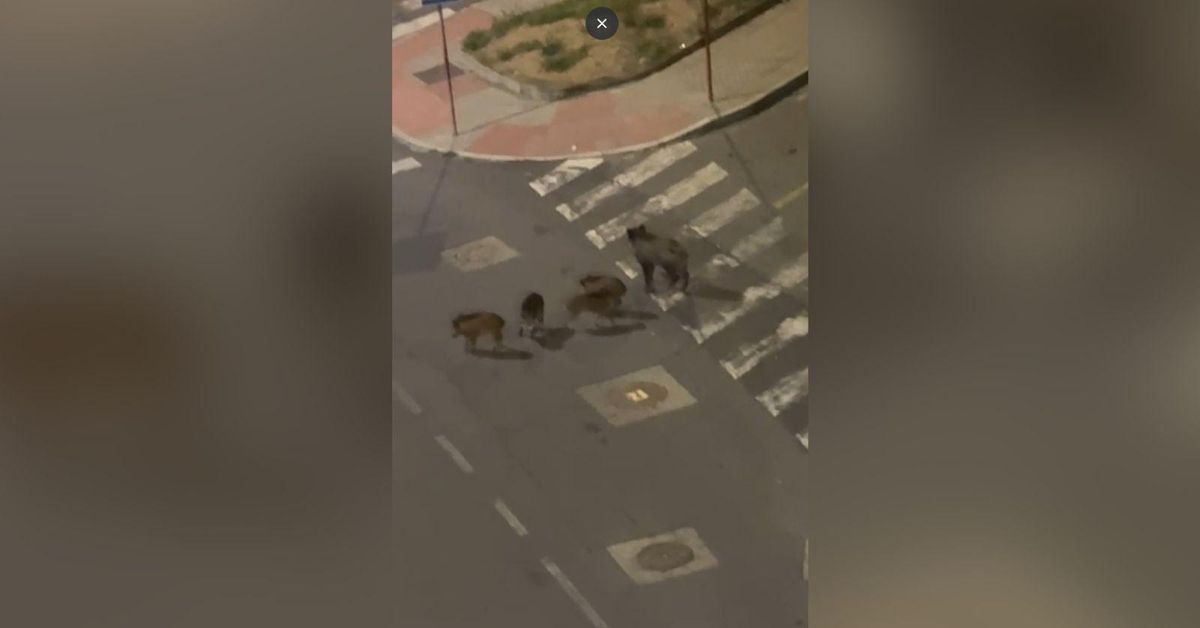 Vídeo | Una familia de jabalíes se pasea por Vasco Díaz Tanco, en Ourense