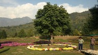 After Tulips, Kashmir Opens Asia’s Largest Chrysanthemum Garden India News