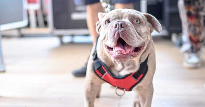 ¡Cuide a su mejor amigo! Hay jornada de implantación de microchips para mascotas