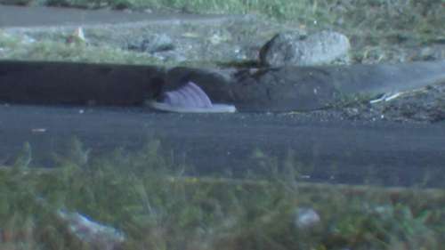 Houston police say 2 women were killed after a fight spilled into the road and they were hit by a car near Cullen Boulevard