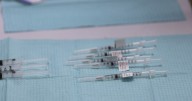 UGA researcher develops vaccine against fungal infections