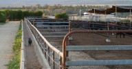 Feedlot study: feral pigs found on site five hours a night