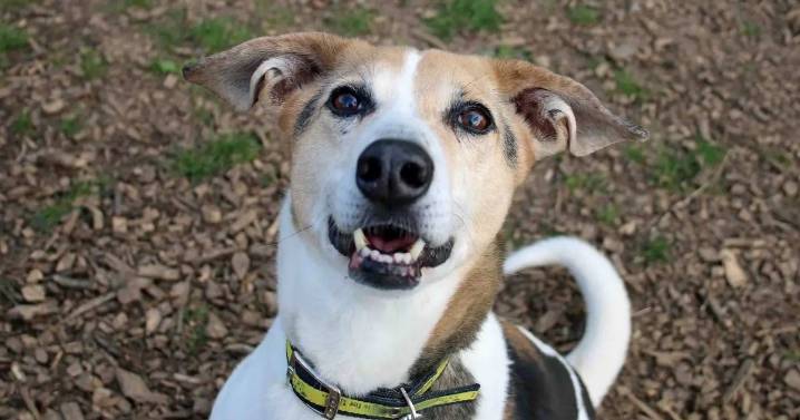Meet neglected dog Bagel who has spent more than two years waiting for forever home
