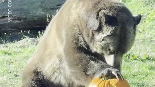 Watch Akron Zoo animals enjoy some pumpkin treats for Halloween