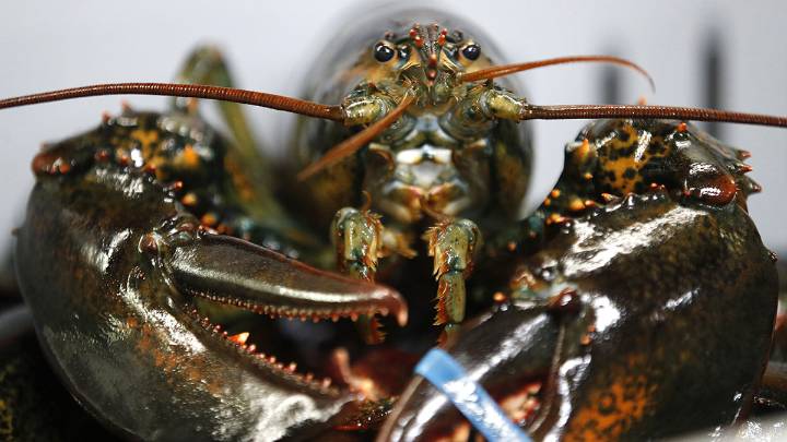 Regulators declare overfishing as New England lobster population falls
