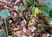 Falling leaves are a free gift