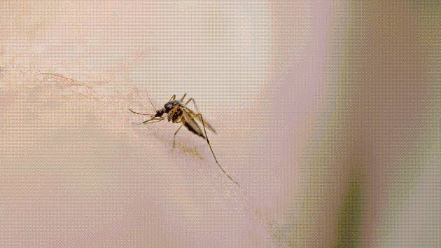 Invasive species of disease-carrying mosquito continues to spread in Northern California