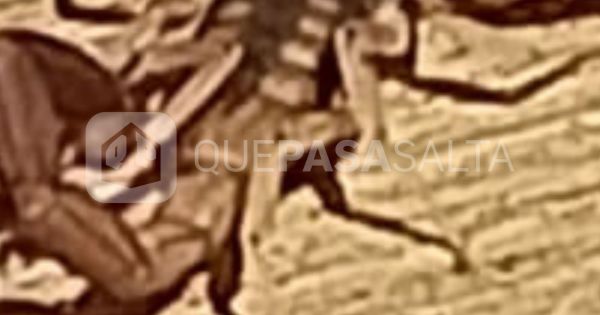 Gritos en Villa Soledad: "Era venenoso y estaba al lado de mi bebé"