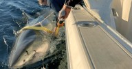 Contender, uno de los tiburones blancos más inmensos de la historia, reaparece en esta zona del Atlántico