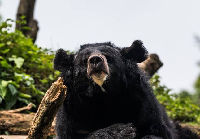 Mushroom picker in his 70s found dead with ‘head separated from body’ after bear attack