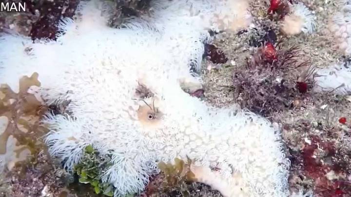 NSU researches warn about coral bleaching off the coast of South Florida
