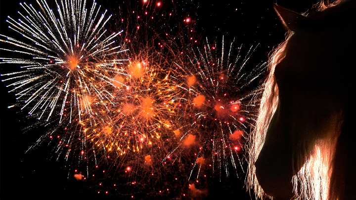 Horses and fireworks – 16 useful tips to cope
