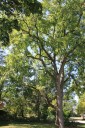 Outdoors column: Black walnuts make squirrels happ