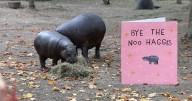 Viral sensation Haggis the hippo set to leave Edinburgh Zoo in emotional goodbye