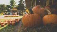 Pumpkin party: Fall family events happening this weekend