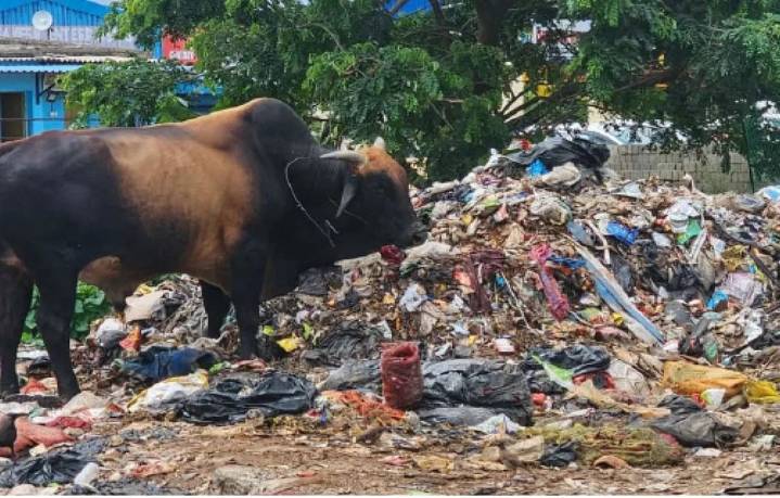 Garbage Dumping Along Puri Bypass Road Raises Stink in Bhubaneswar