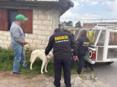 Ponen a salvo a perros abandonados en predio de Toluca