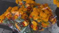 Disminuyen ventas de flor de Cempasúchil previo al día de muertos