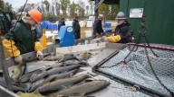 Egg, data collection at Strawberry Creek critical for…