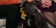 Pet of the Week: Meet Jinx!