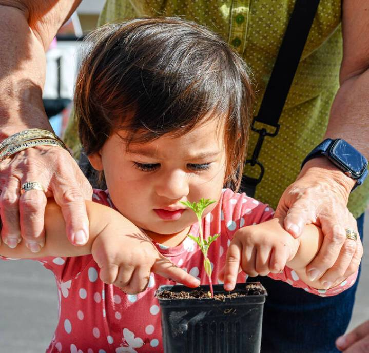 Trees are important: Get one for free on Saturday