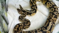 Python found at In-N-Out drive-thru in Southern California