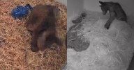 Muestran primeros videos de la recuperación de la osa Mina tras el horror que vivió en el zoológico de La Pastora