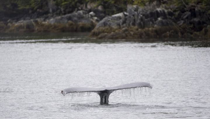 Humpback whale Astroboy is untangled from 140 metres of rope off Vancouver Island