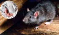 Telangana Tragedy: Toddler Dies After Accidentally Consuming Rat Poison Mistaken for Toothpaste
