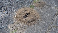11 Types Of Ants You May Find In The Home And Garden And How To Get Rid Of Them