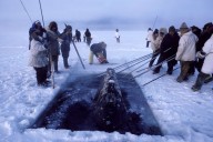 When Three Whales Got Trapped in Arctic Ice, the World Banded Together to Save Them