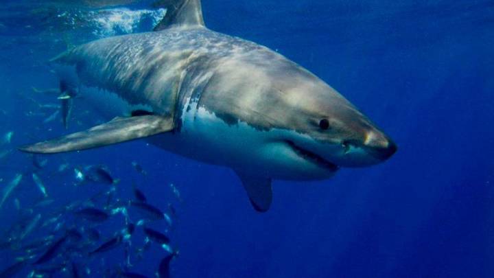 Registrado en el Mediterráneo el primer ataque de tiburones areneros a humanos: se pensaba que eran inofensivos
