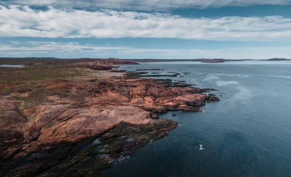 Tiburón Gatopardo: es monumento natural de Chubut, ayuda a sostener el equilibrio y a reducir enfermedades en el mar