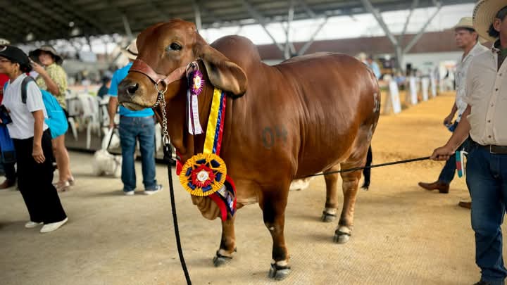 Expomalocas 2025 arrasó con todas las expectativas