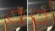 León montés en Laredo, Texas: ¿ya fue capturado?