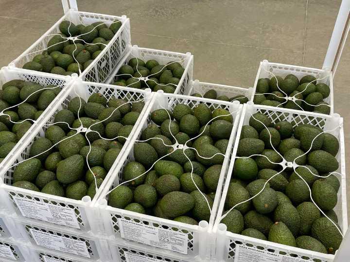 Más de seis mil toneladas de aguacate Hass le pondrán sabor al Super Bowl 2025