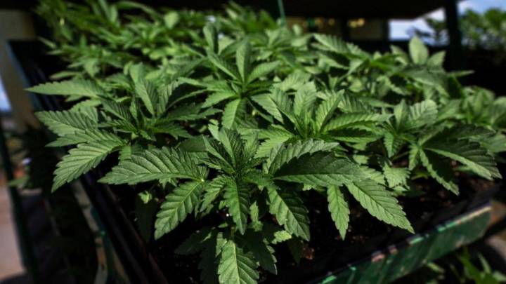 Two held with marijuana worth Rs 16.5 lakh in Begumpet