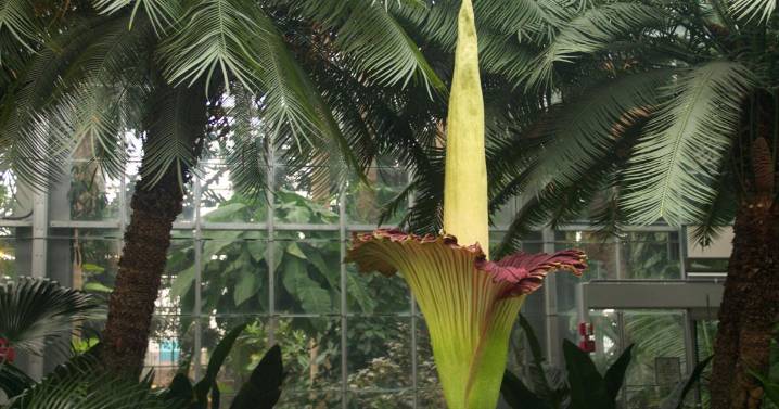 Master Gardener: Corpse flowers, brain cacti and other spooky plants