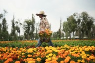 La flor de cempasúchil cubre México en Día de Muertos, pero el cambio climático la pone en riesgo