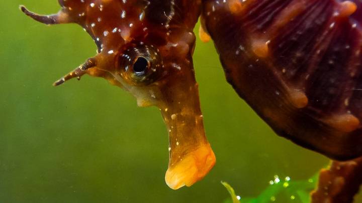 The Seahorse Diet Requires Stealth and Patience in the Wild