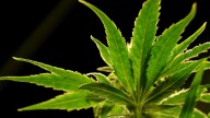 Police can’t search cars based only on pot smell, Florida court says