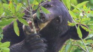 32 Chunk wins Fat Bear Week. How big do Alabama bears get?