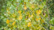 Branch County weather forecast Wednesday calls for cooler temps and a few showers