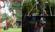 Indian Breed Dogs in BSF: Indigenous Hounds Lead India’s Security Forces