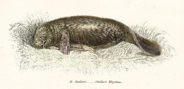 Finnish author’s 2023 novel to come to India on October 23; will bring spotlight back on Steller’s sea cow